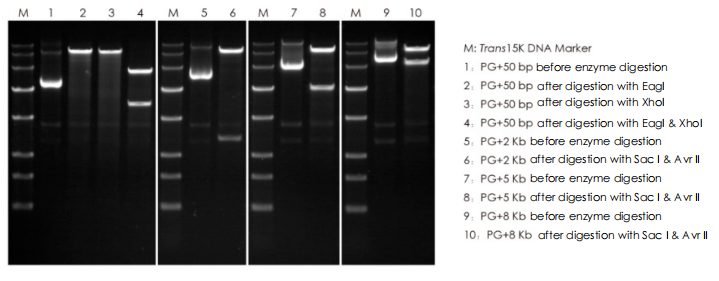 Single-Fragment Insertion with pEASY®-Basic Seamless Cloning and Assembly Kit  (CU201)