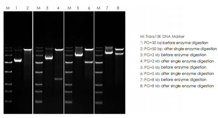 Single-Fragment Insertion with pEASY®-Uni Seamless Cloning and Assembly Kit  (CU101)