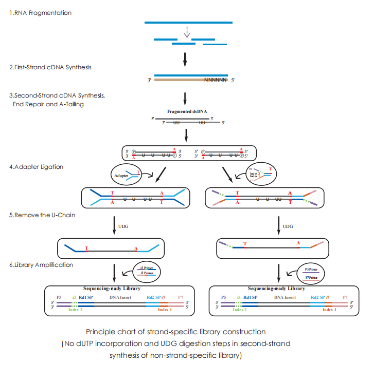 Schematic Diagram of Library Preparation