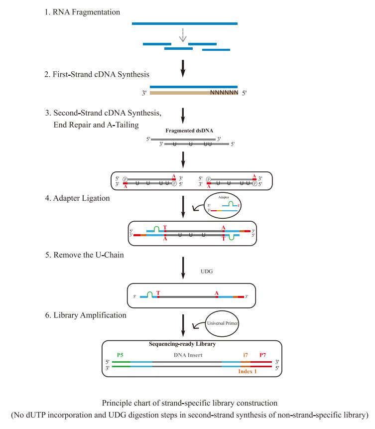 Schematic Diagram of Library Preparation