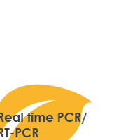 Real time PCR/RT-PCR