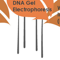 DNA Gel Electrophoresis