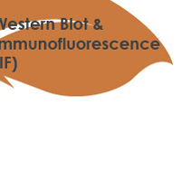 Western Blot & Immunofluorescence (IF) 